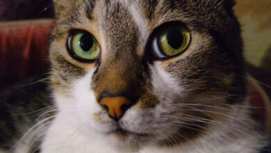 Un beau chat au yeux verts