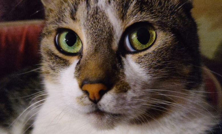 Un beau chat au yeux verts