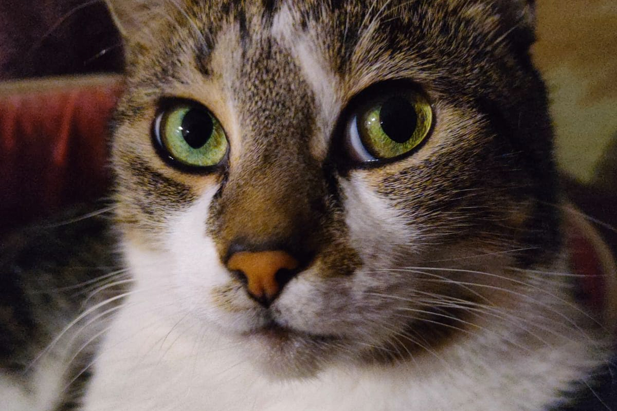 Un beau chat au yeux verts