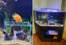 Un aquarium avec un sas d'observation pour chats