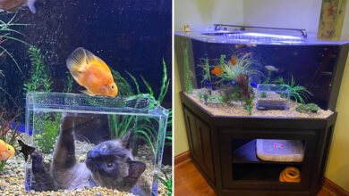 Un aquarium avec un sas d'observation pour chats