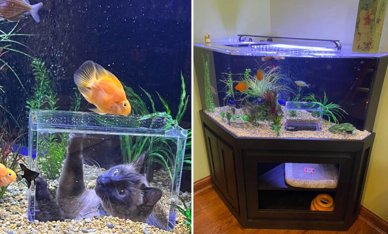 Un aquarium avec un sas d'observation pour que les chats