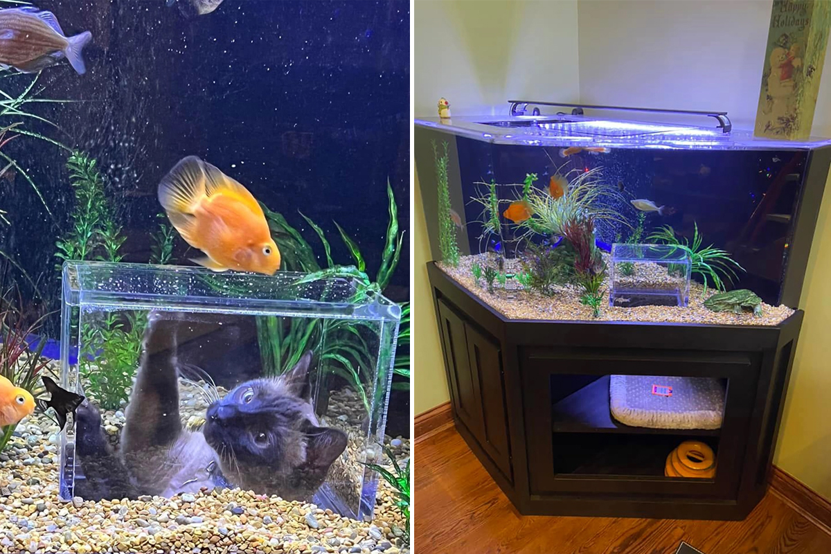 Un aquarium avec un sas d'observation pour chats