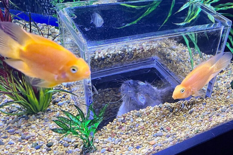 Un chat observe les poissons de l'intérieur d'un aquarium