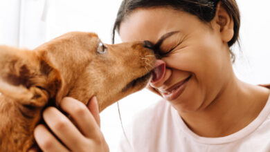 Un chien qui lèche le visage d'une femme