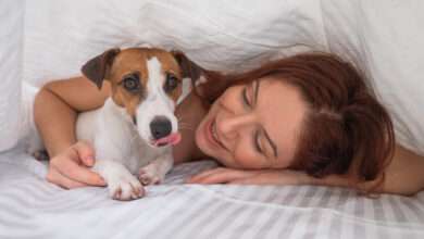 Un chien Jack Russell Terrier est couché avec sa maitresse sous une couverture.