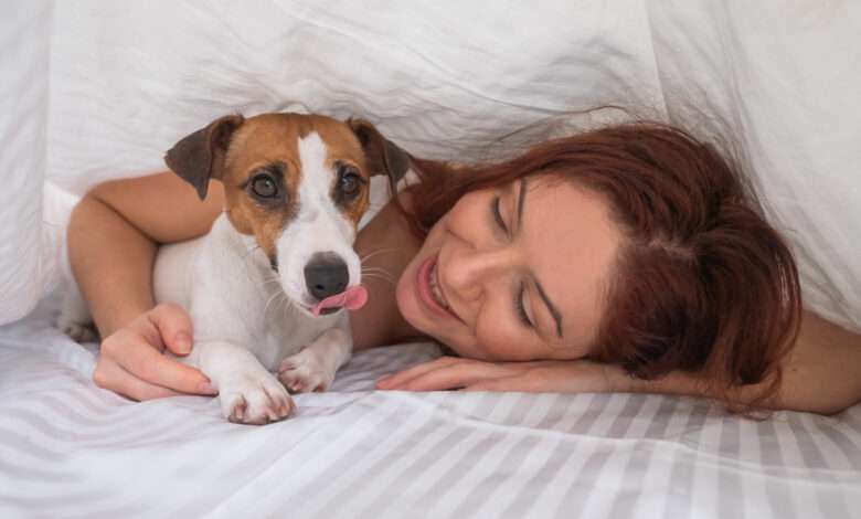 Un chien Jack Russell Terrier est couché avec sa maitresse sous une couverture.