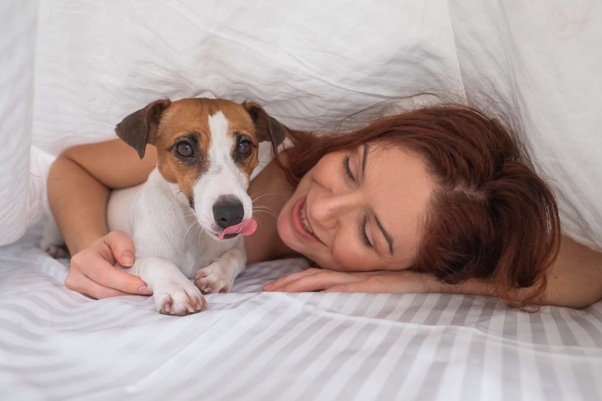 Un chien Jack Russell Terrier est couché avec sa maitresse sous une couverture.