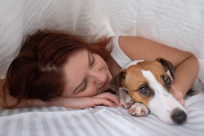 Un chien Jack Russell Terrier est couché avec sa maitresse sous une couverture.