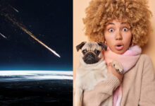 Une météorite, une femme et son chien