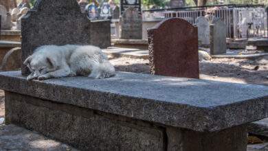 Un chien couché sur une tombe