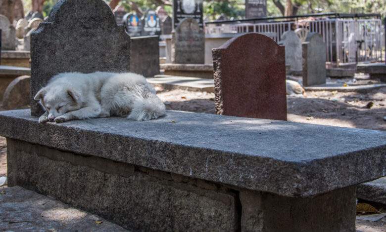 Un chien couché sur une tombe
