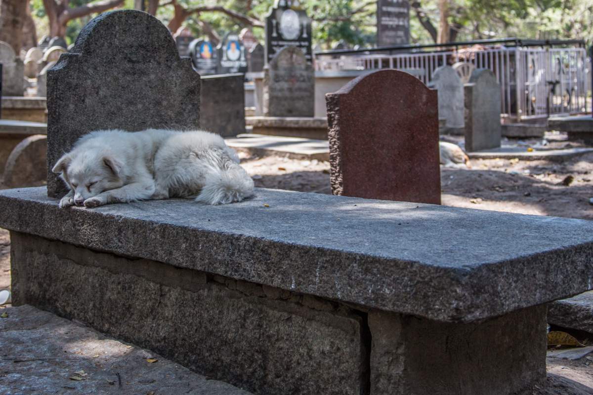 Un chien couché sur une tombe