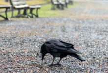 un corbeau ramasse un mégot de cigarette