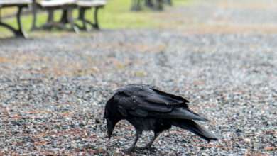 un corbeau ramasse un mégot de cigarette