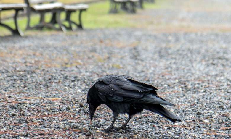un corbeau ramasse un mégot de cigarette