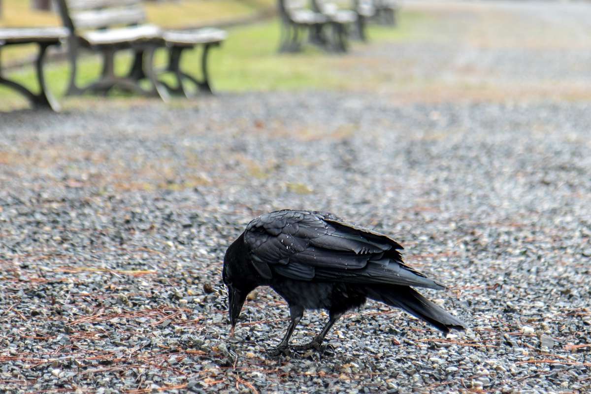 un corbeau ramasse un mégot de cigarette