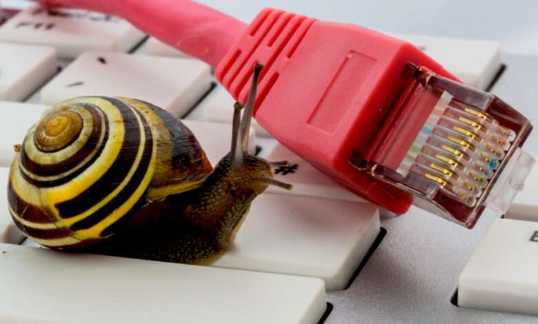 Un escargot avec un câble RJ45 sur un clavier