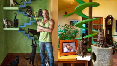 La maison ZenByCat, les chats et son propriétaire