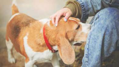 Un chien qui renifle son maitre