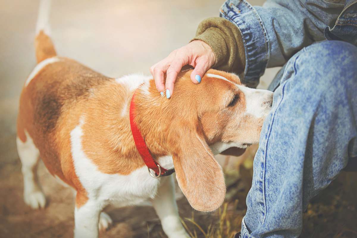 Un chien qui renifle son maitre