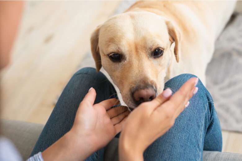 Un chien qui renifle les mains d'un homme