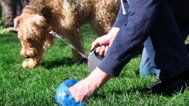 Un homme qui ramasse la crotte de son chien en laisse dans l'herbe