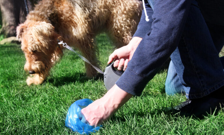 Un homme qui ramasse la crotte de son chien en laisse dans l'herbe