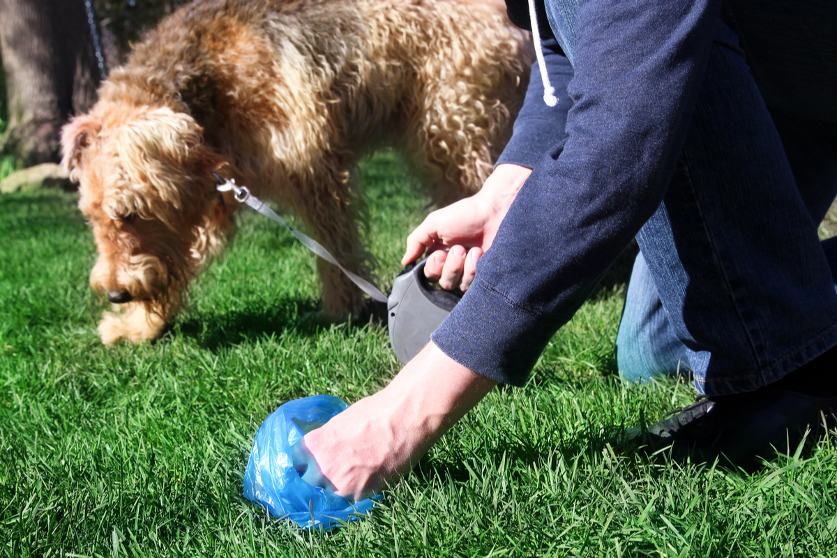 Un homme qui ramasse la crotte de son chien en laisse dans l'herbe