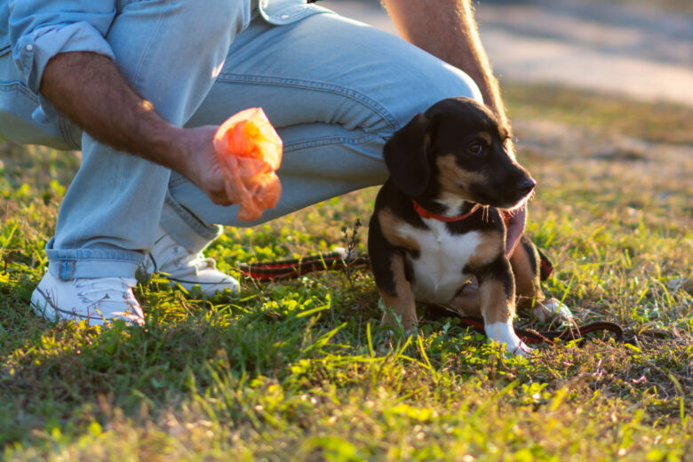 Un homme qui ramasse la crotte de son chien en laisse dans l'herbe