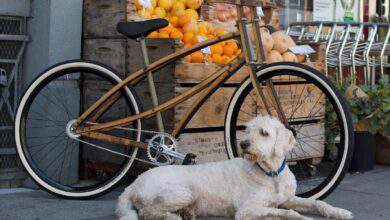 Un vélo en bambou avec un chien couché