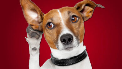 Un chien qui tend l'oreille