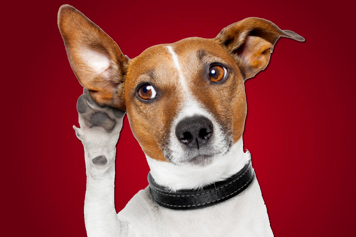 Un chien qui tend l'oreille