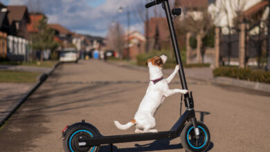 Une trottinette électrique avec un chien Jack Russel