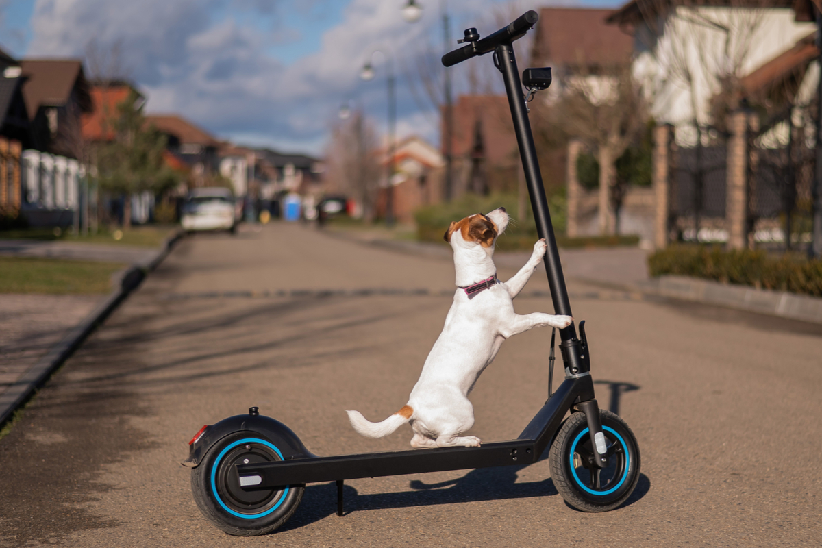 Une trottinette électrique avec un chien Jack Russel