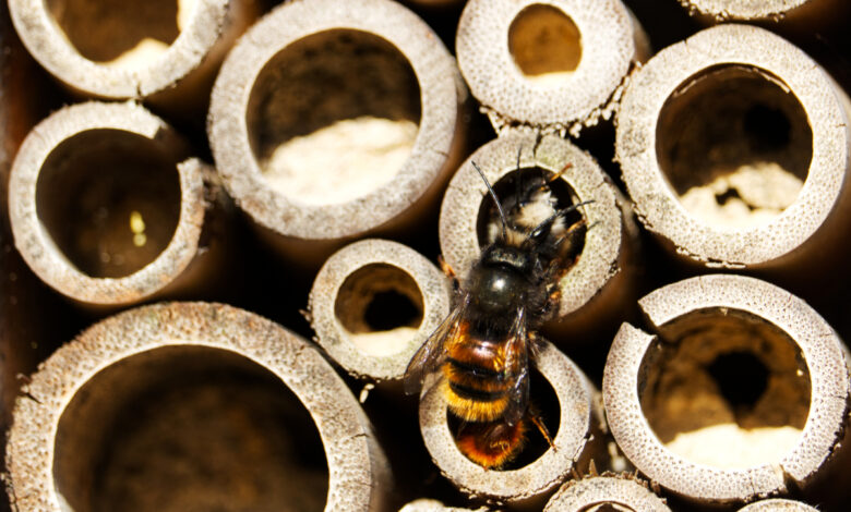 Une abeille dans un hôtel à insectes