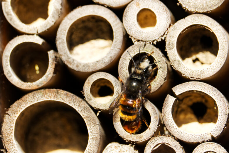 Une abeille dans un hôtel à insectes 