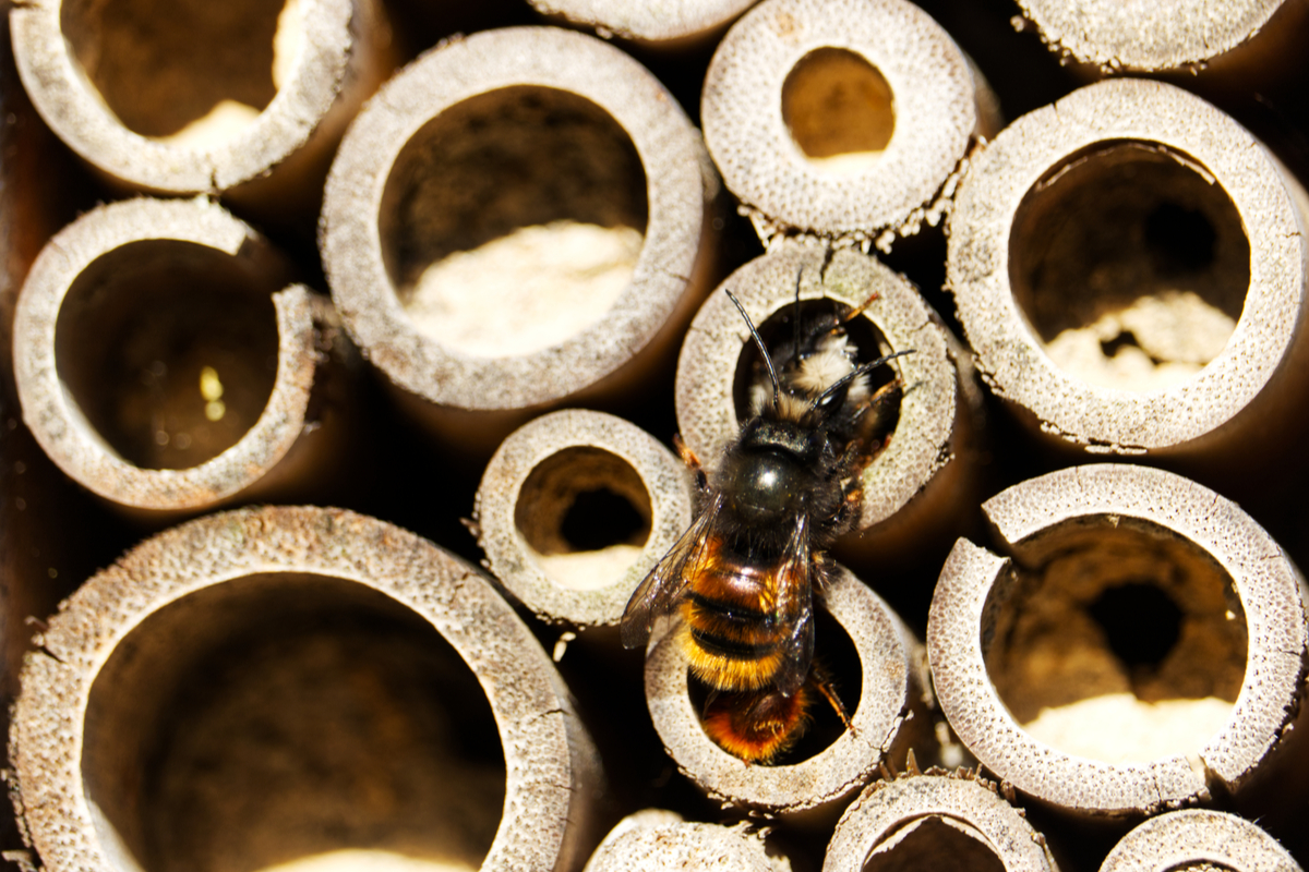 Une abeille dans un hôtel à insectes