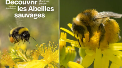 Le livre les abeilles sauvages de Monique Berger