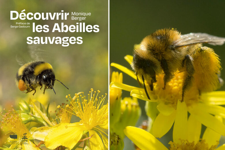 Le livre les abeilles sauvages de Monique Berger