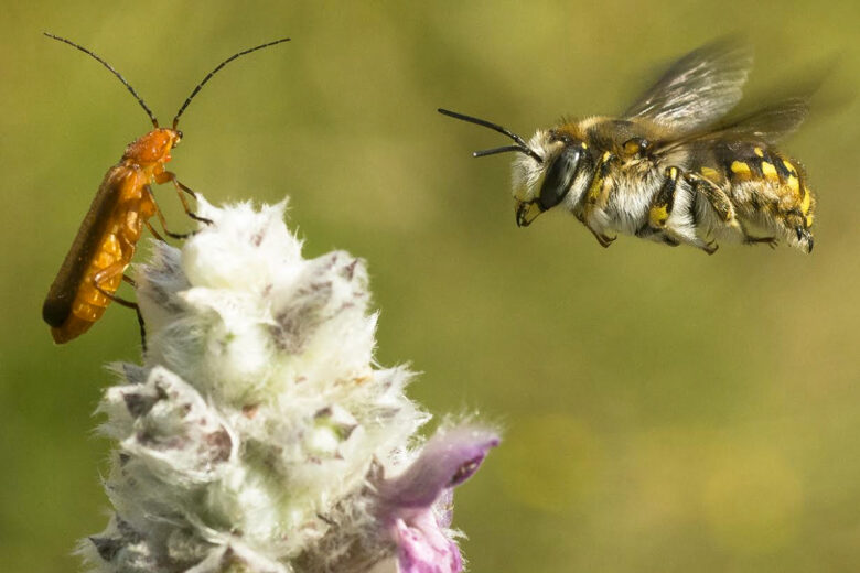 Une abeille Anthidie