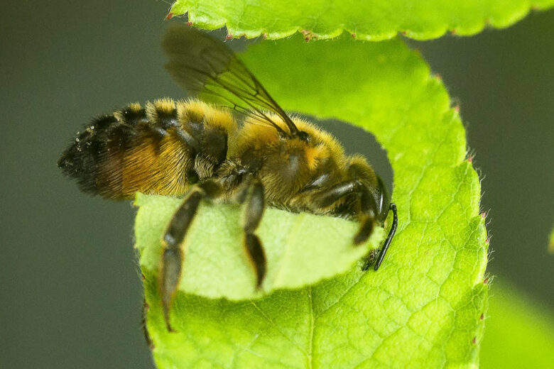 Une abeille Mégachile
