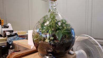 Une plante dans une bouteille