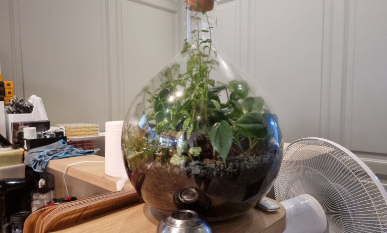 Une plante dans une bouteille