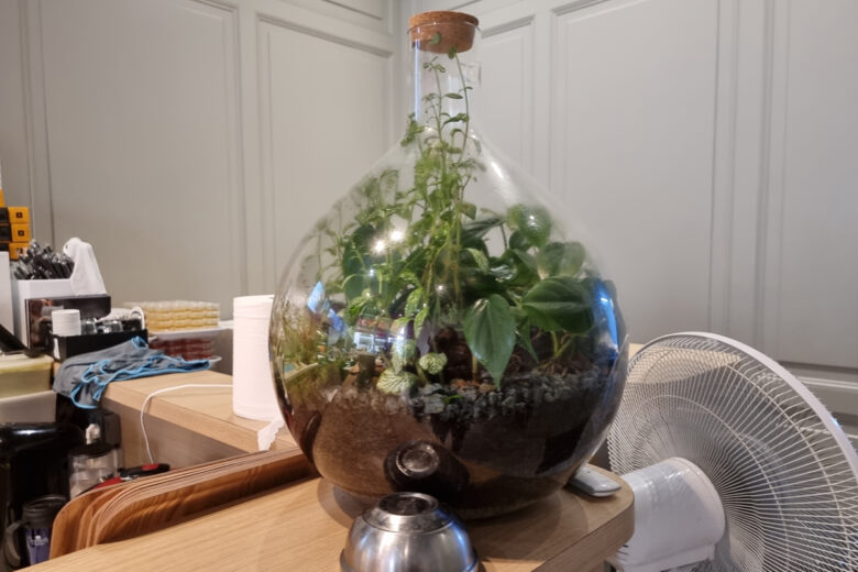 Une plante dans une bouteille