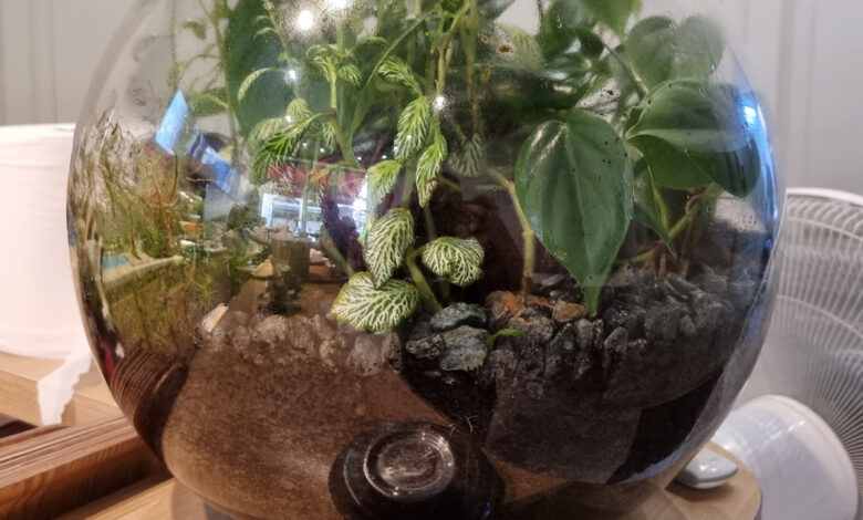 Gros plan sur une plante dans une bouteille