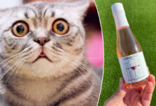 Un vin pour chat