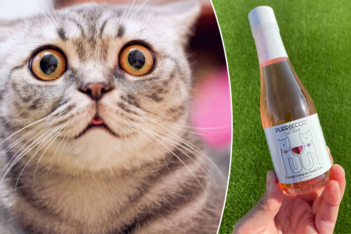 Un vin pour chat