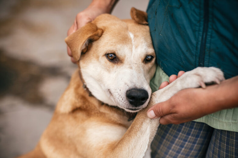 Un chien à adopter