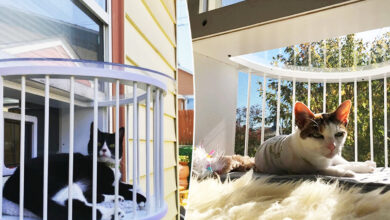 balcon pour chat